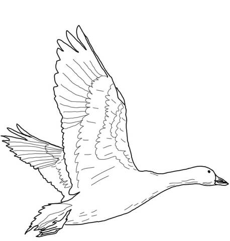 Flying Snow Goose Coloring Page